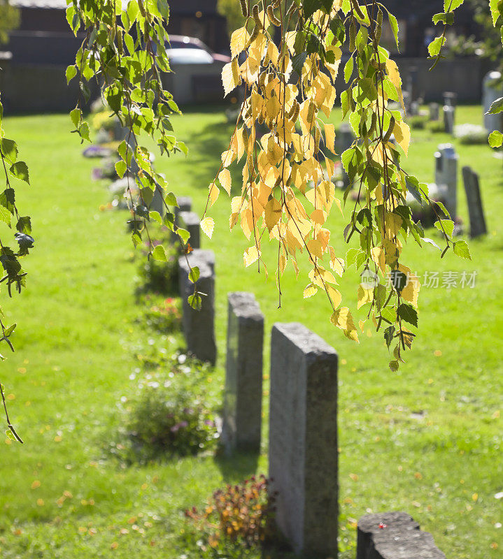 墓地里有早秋的黄桦。