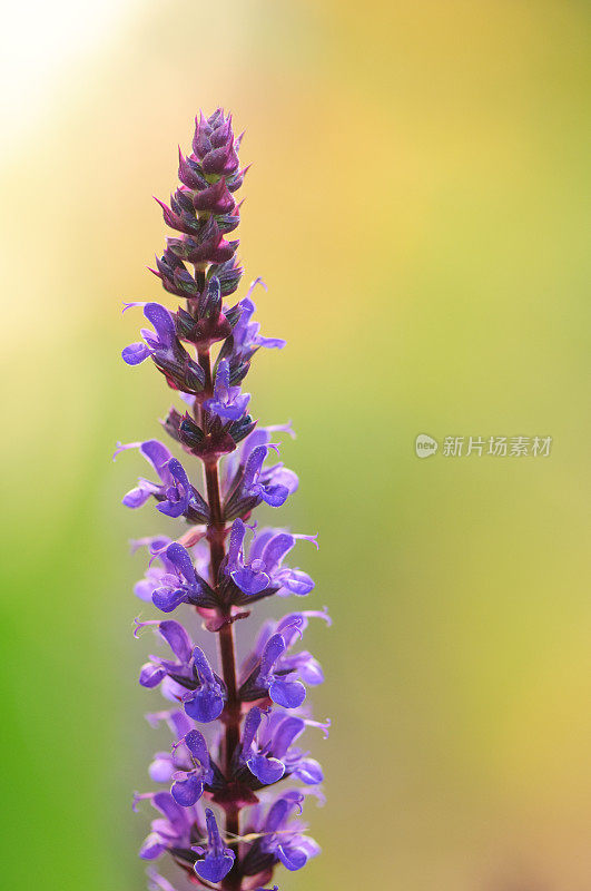 紫色的鼠尾草花