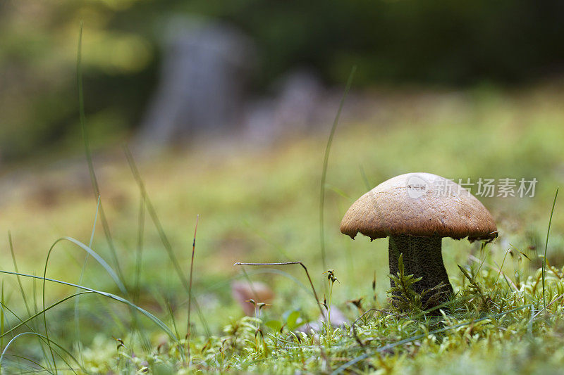 苔藓中的桦树蘑菇。