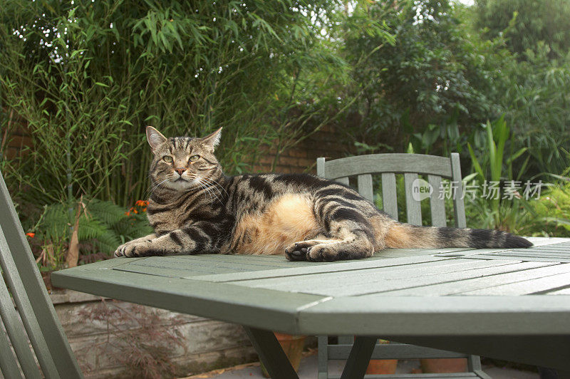 花斑猫在花园的桌子上