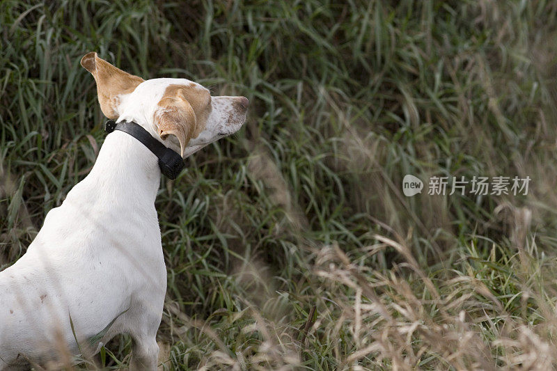 英国猎犬枪狗在草地上奔跑