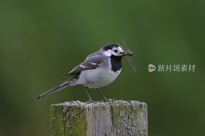 在春天鹡鸰