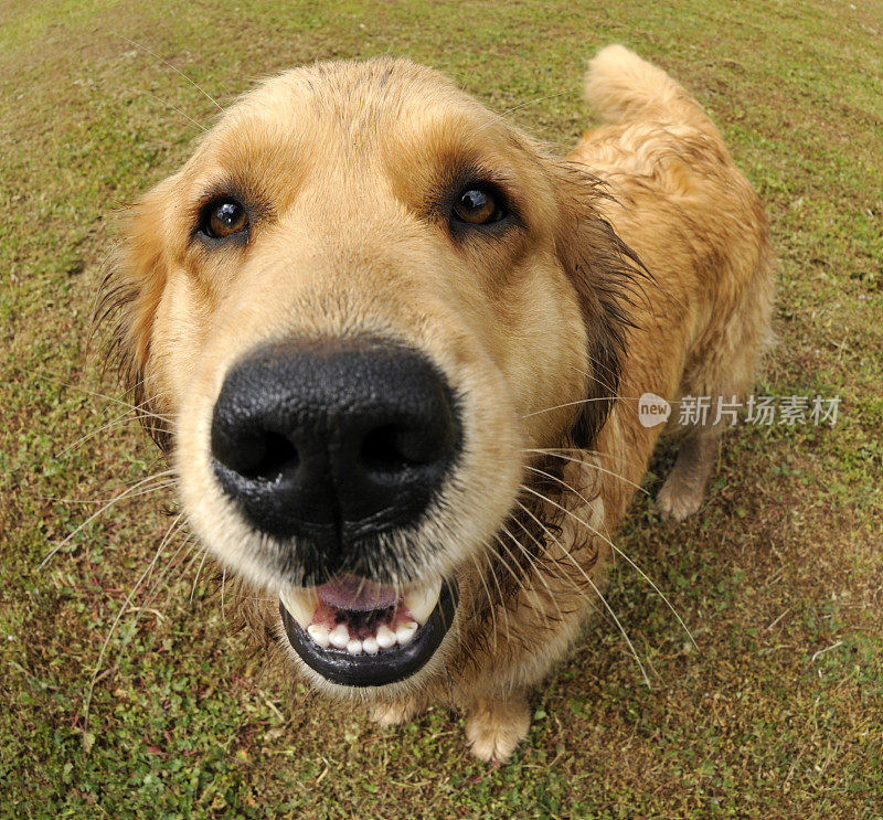 金毛猎犬