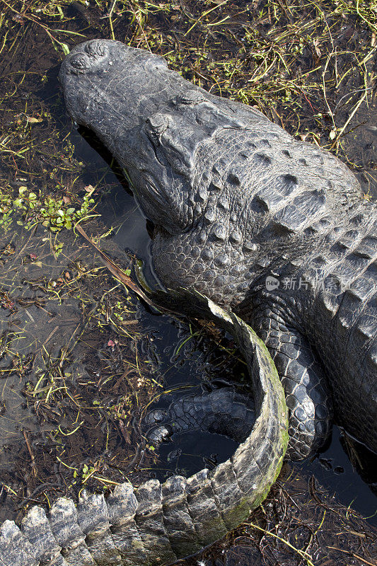 大沼泽国家公园里的一对野生佛罗里达短吻鳄