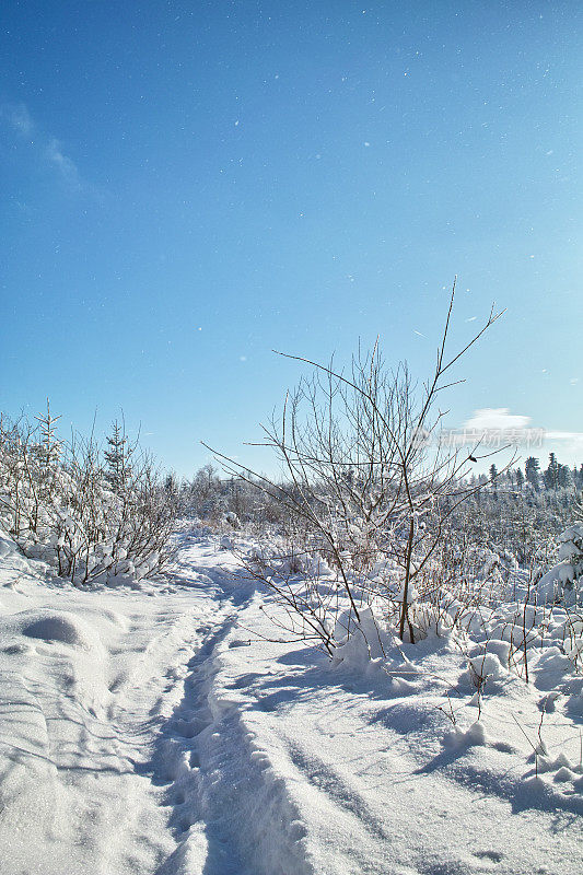 雪景冬季黑森林小径