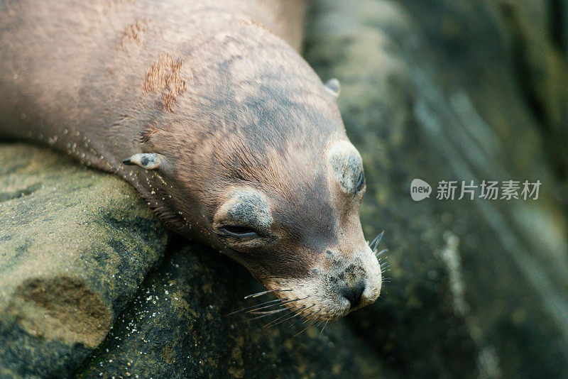 拉贾拉湾野生动物