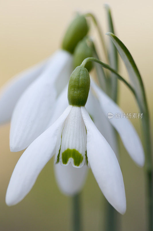 春天的雪花莲(雪花莲)(特写)