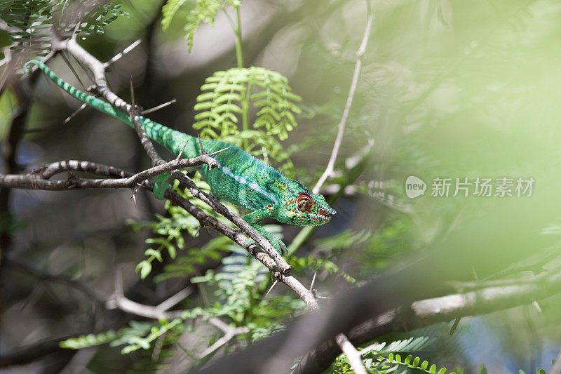 留尼汪岛的变色龙