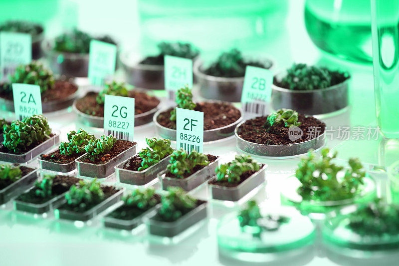 基因实验:转基因生物、植物、种子