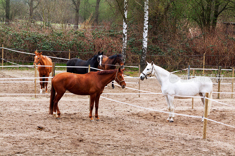 马在农家院子里骑着