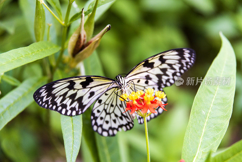 食黄蝶的宏观研究