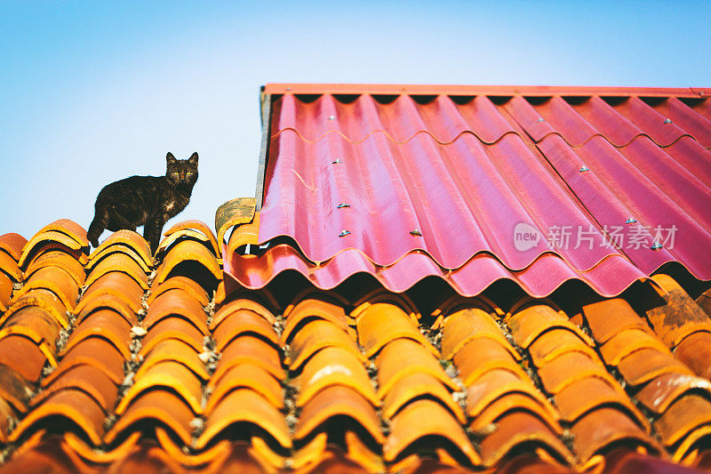 屋顶上的猫