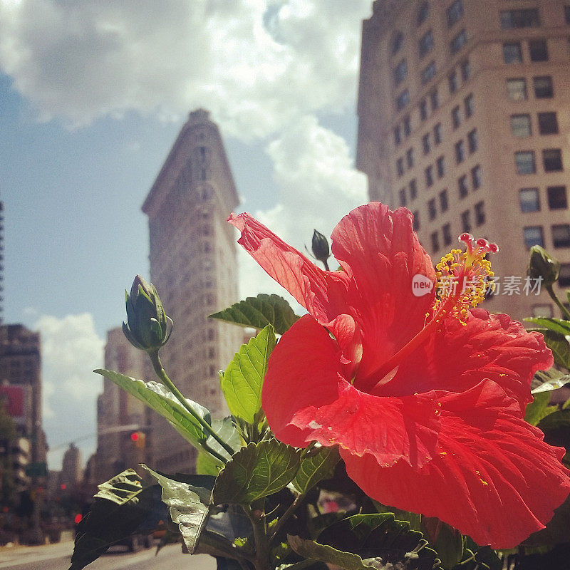 充满活力的红色芙蓉花生长在纽约熨斗区