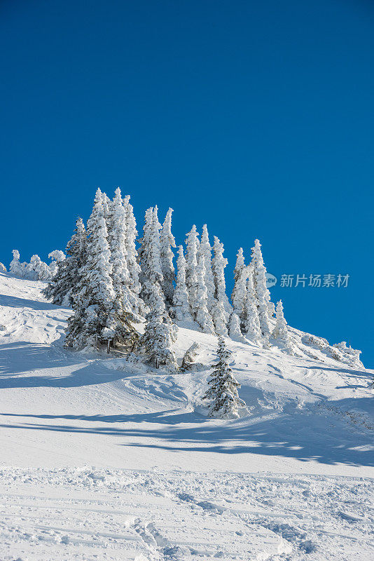 冬季景观与雪和树