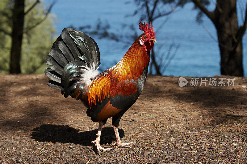 野生鸡