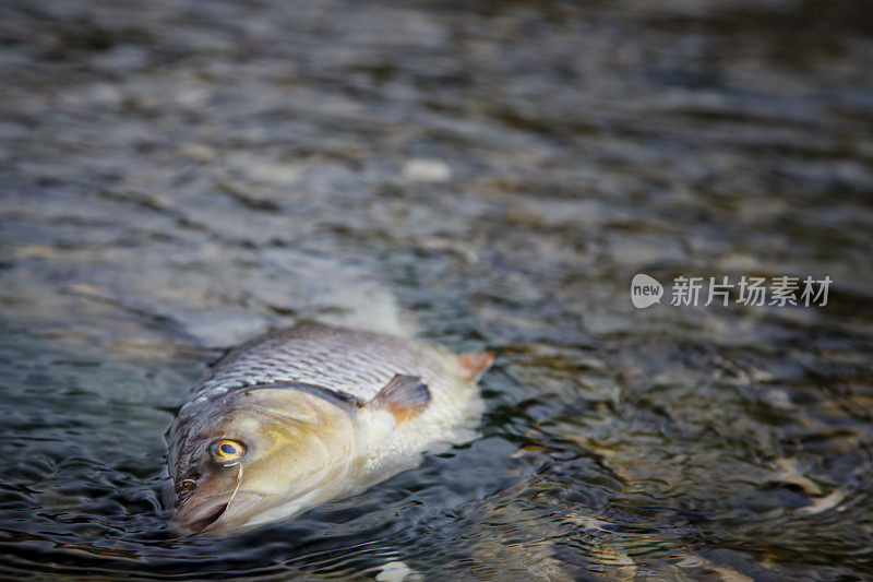 被污染的河流中的死鱼