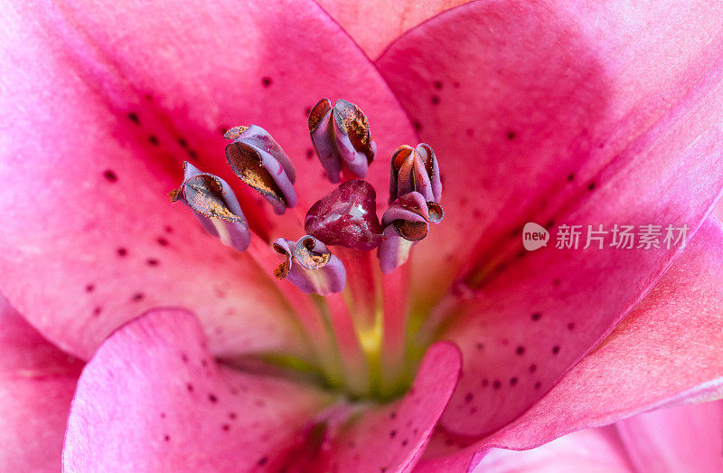 美丽的百合花细节