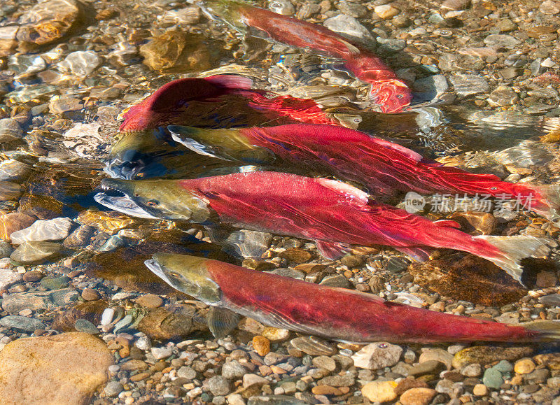 在河中产卵的红鲑鱼