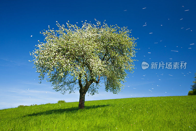 苹果树开在草地上，风吹着花瓣