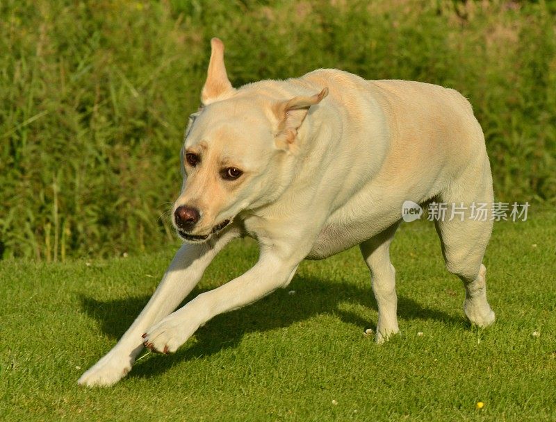 拉布拉多寻回犬