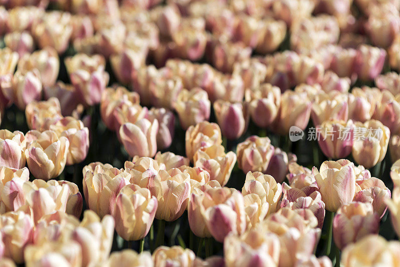 花园里的郁金香特写