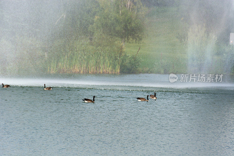 几只加拿大鹅在喷水池里游泳。
