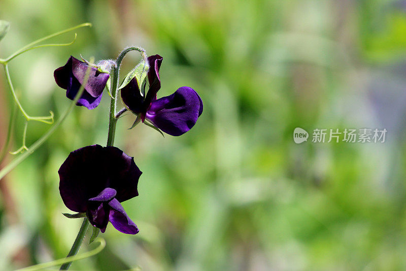 暗紫色的香豌豆花映入眼帘，芳香四溢