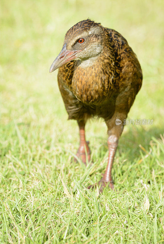 Weka