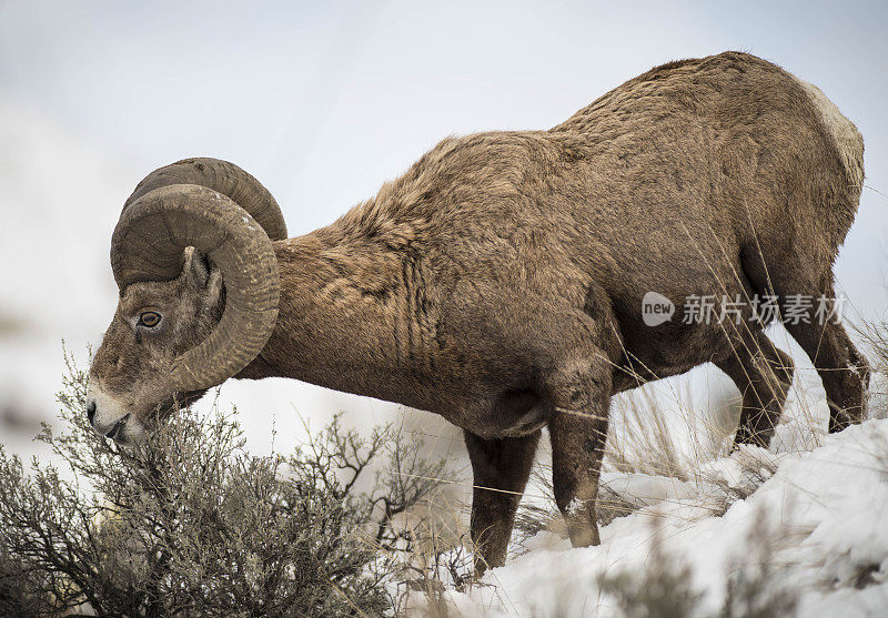 大角羊、绵羊在冬天进食