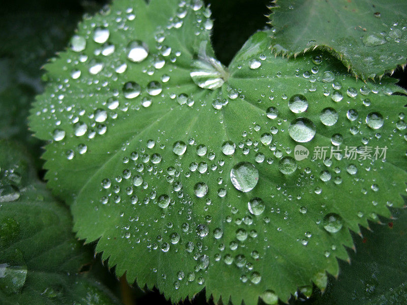 小雨滴