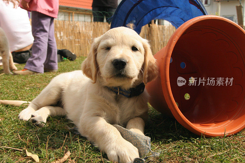 金毛猎犬小狗