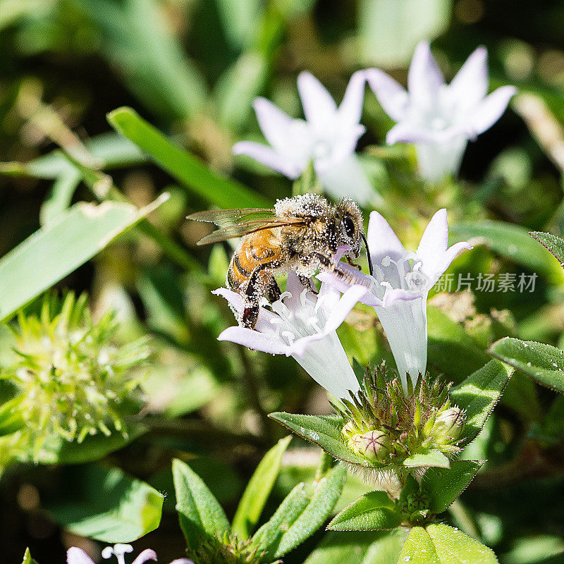 蜜蜂，花和花粉