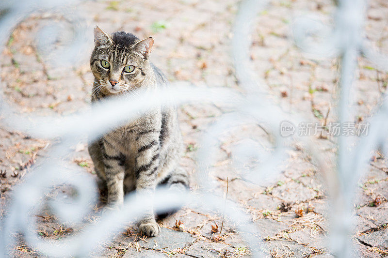 猫坐在地板上