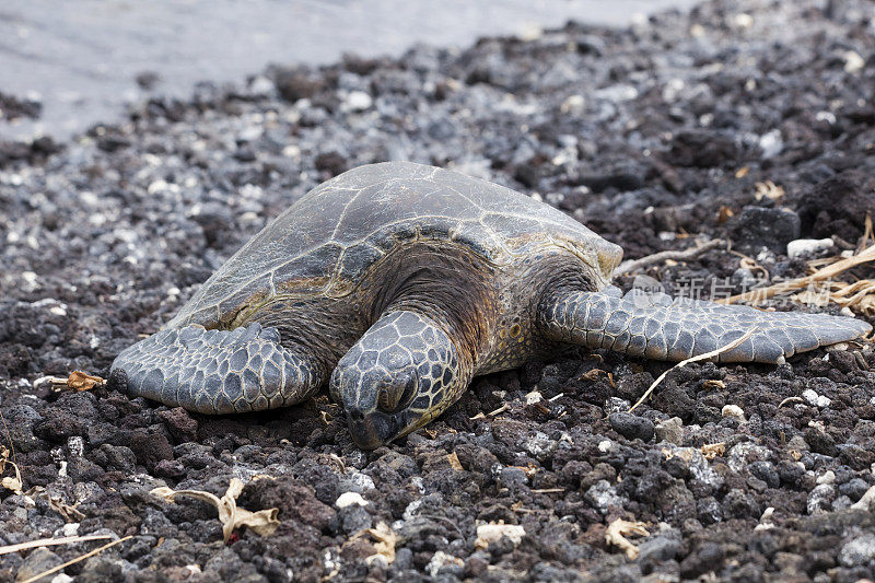 在夏威夷海岸休息的绿海龟