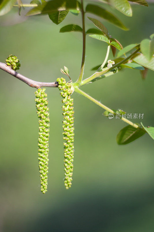 胡桃木花