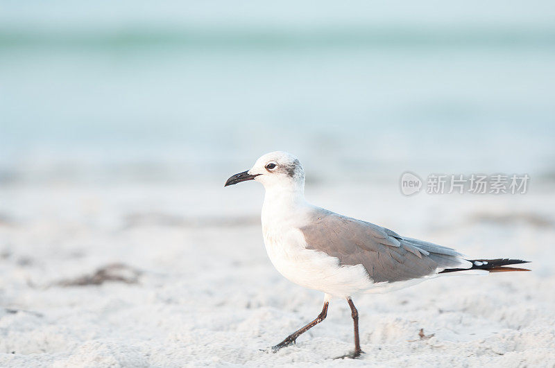 海滩上的鸟