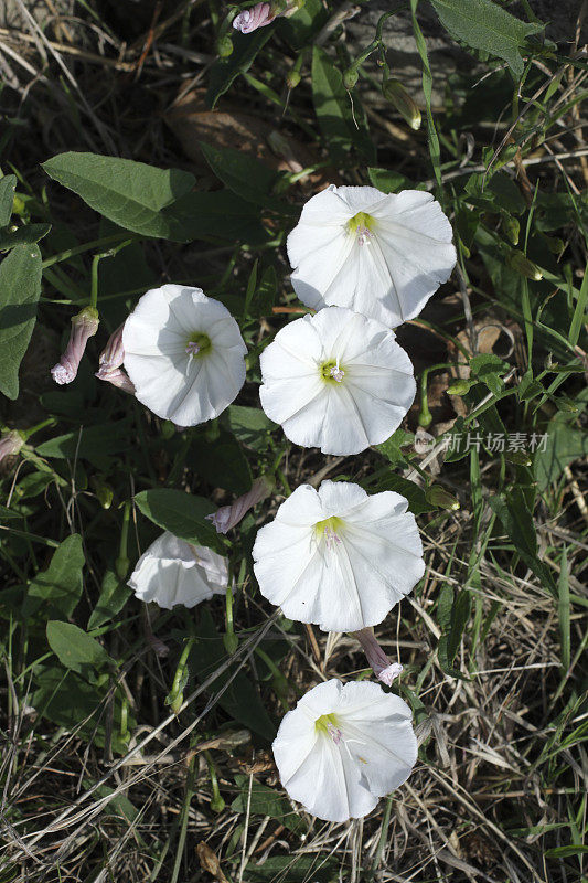 白旋花品种田旋花五花