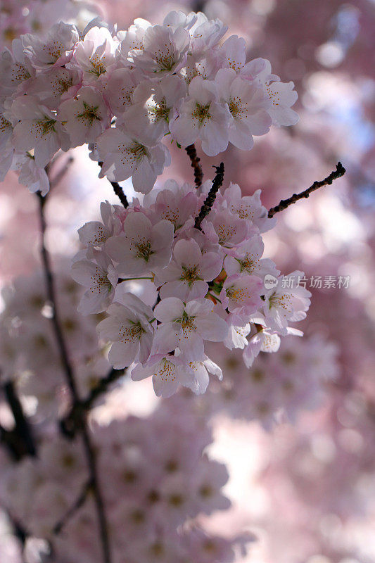 朦胧的花