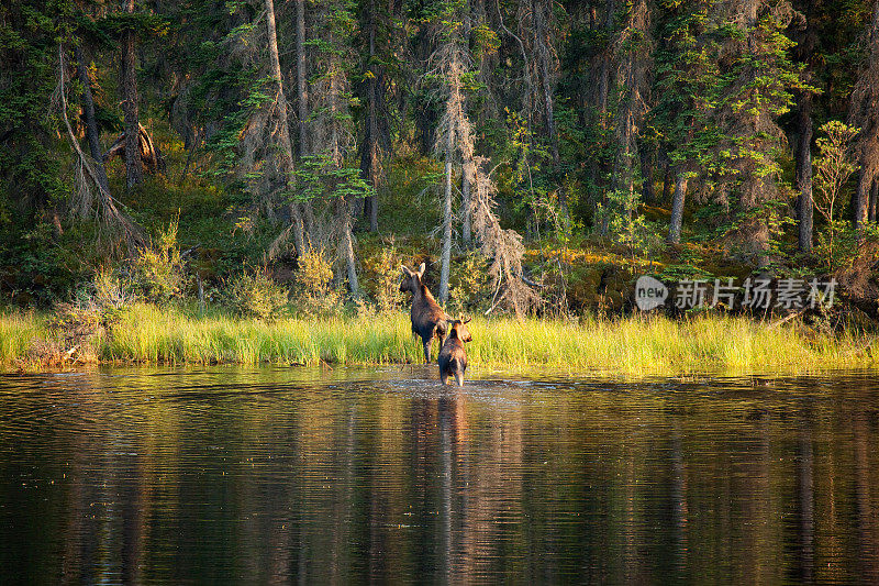 一对驼鹿穿过小湖，阿拉斯加，美国
