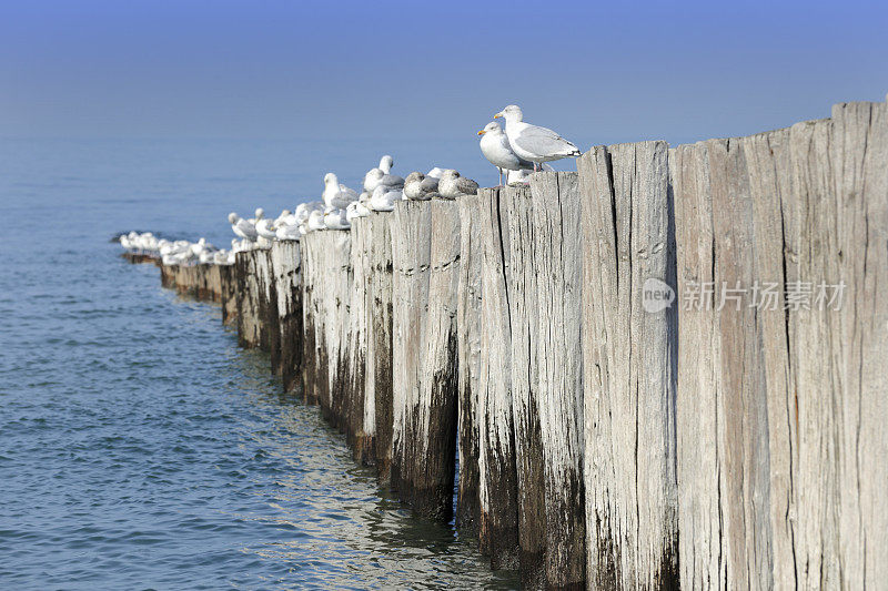木制防波堤上的海鸥