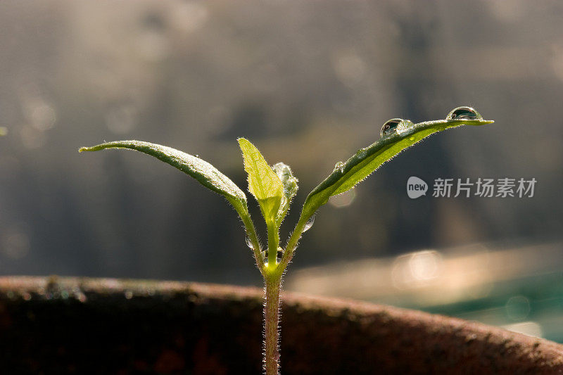 新浇辣椒苗