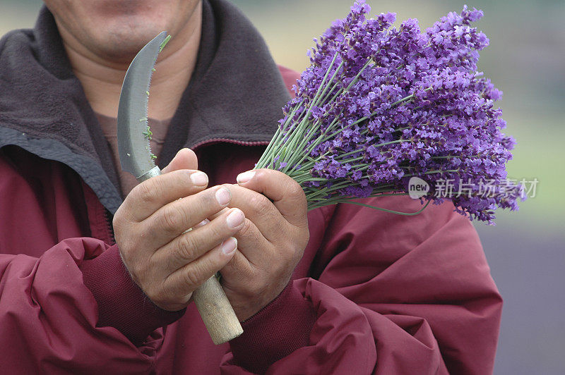 男人收割薰衣草