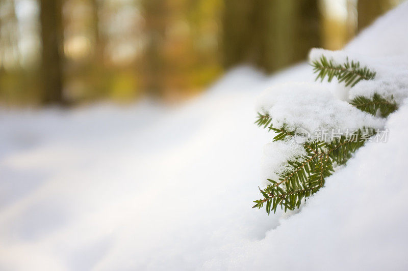 白雪覆盖的森林地面