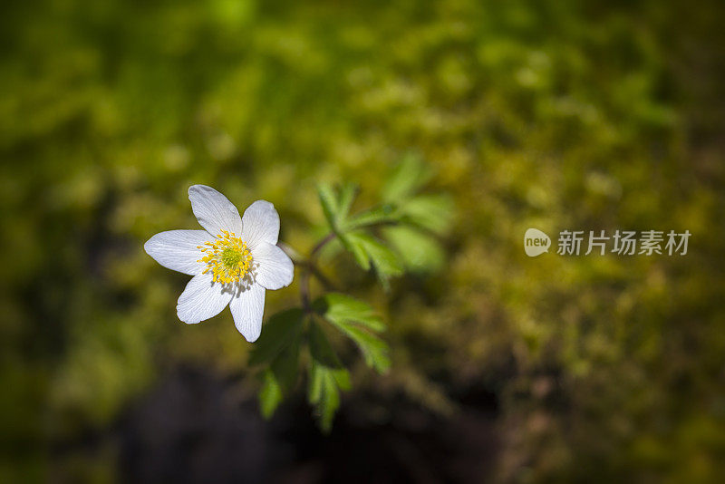 孤独的木银莲花，生长在一个老的长满苔藓的树干上