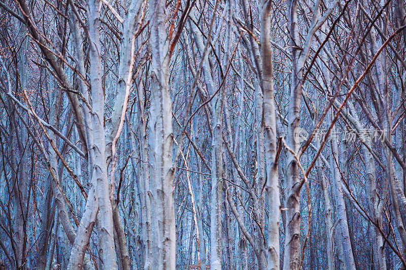 森林的光秃秃的山毛榉树在冬天