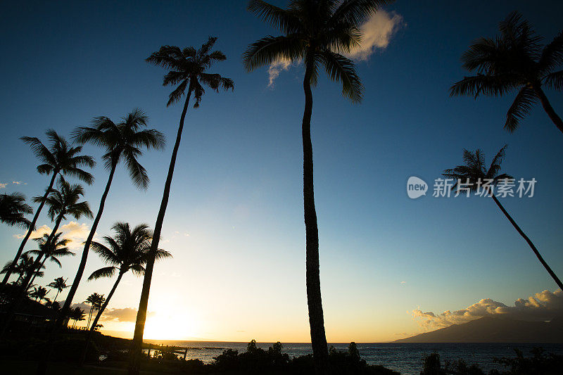 毛伊岛夕阳中的棕榈树