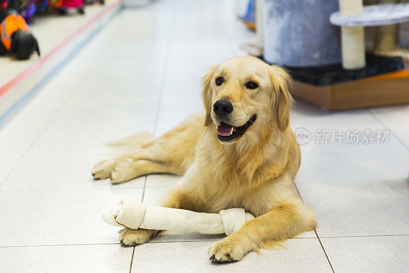 可爱的金毛猎犬和大狗骨头在宠物店