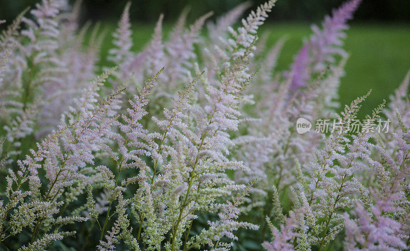 粉色astilbe