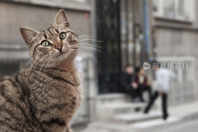 伊斯坦布尔的猫