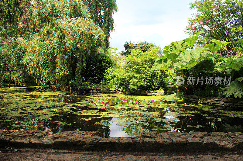 花园池塘的形象与睡莲，gunnera，浮萍，桦树